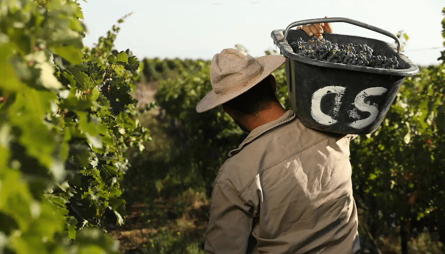 Mendoza lanzó un plan para asistir a productores afectados por el clima y sostener el empleo rural