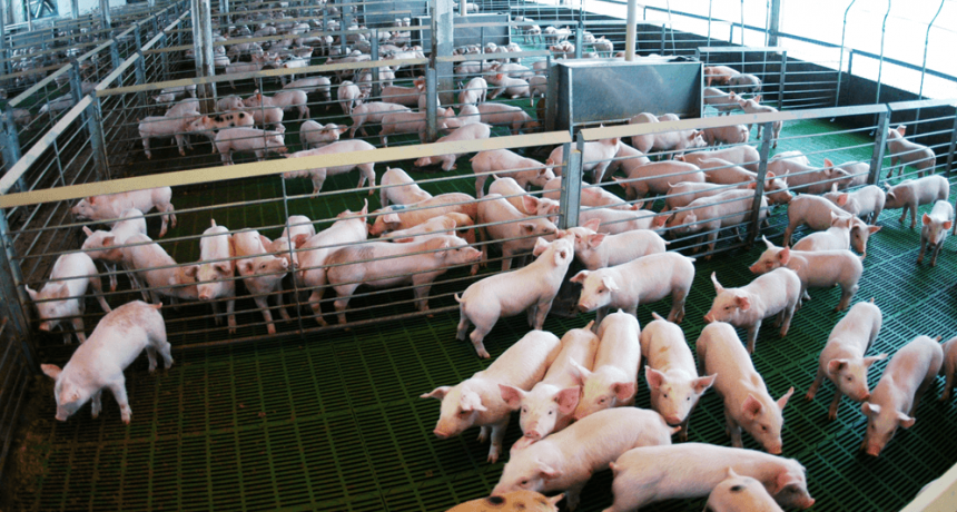 Desde Marcos Paz, partió el primer embarque de carne porcina argentina rumbo a Filipinas