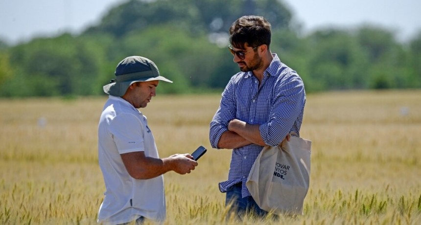 Rentabilidad “interesante” y clima a favor: el trigo se prepara para desplegar su máximo potencial