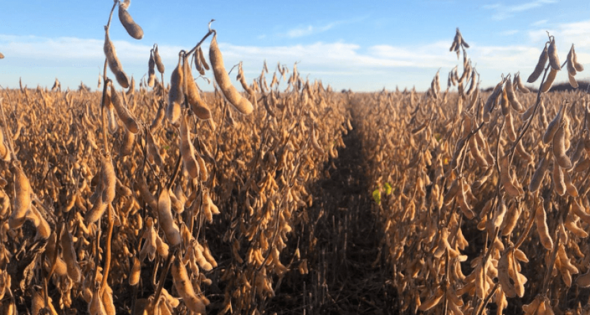 Luces y sombras en la cosecha de soja: rindes que sorprenden, pero en medio de un retraso histórico