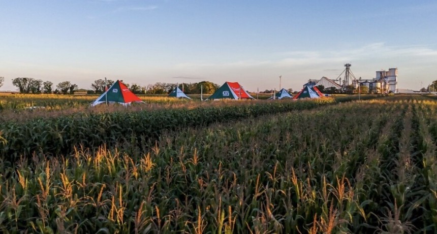 Entusiasmo con el maíz: “Si miramos cómo estábamos hace un año atrás, hoy la foto es mucho mejor”