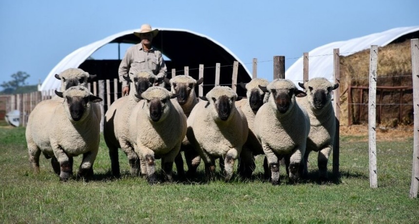 Un hito ovino: en 2026, el mundial de los Hampshire Down se jugará en Argentina