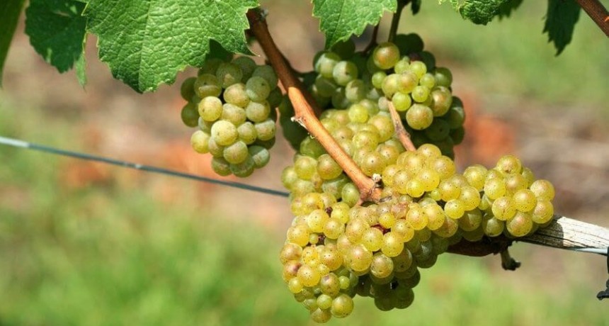 En la cadena del vino celebran el fin de las retenciones industriales: un alivio fiscal de $ 400 millones