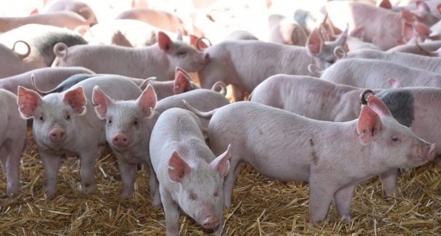 “Una mejora sustancial”: el cerdo engorda su rentabilidad gracias a una baja de los costos