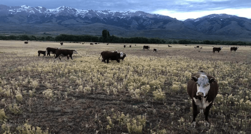 Barrera sanitaria: por ahora no se levanta, pero los ruralistas de la Patagonia siguen con dudas