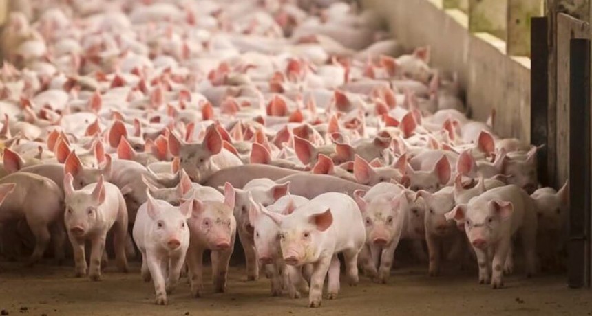 El plan estratégico de los cerdos: exportar 300.000 toneladas por año y generar 130.000 empleos