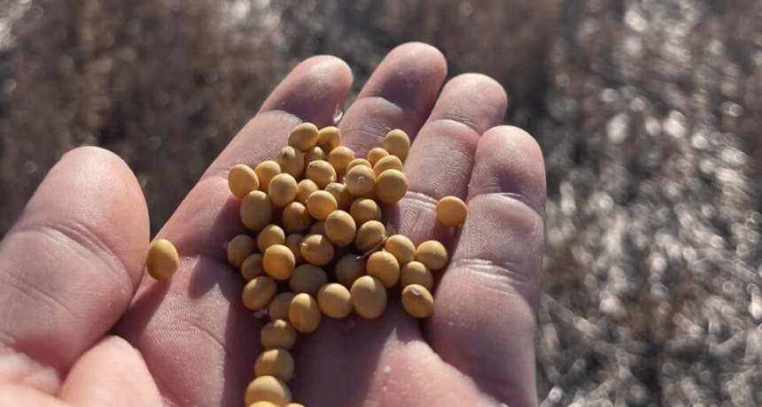 Otra “desregulación” que espera el agro: empresas y ruralistas reviven el debate por una nueva Ley de Semillas