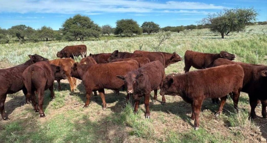 Devon: una raza bovina resurge en Argentina y se presentará en sociedad en La Rural 2025