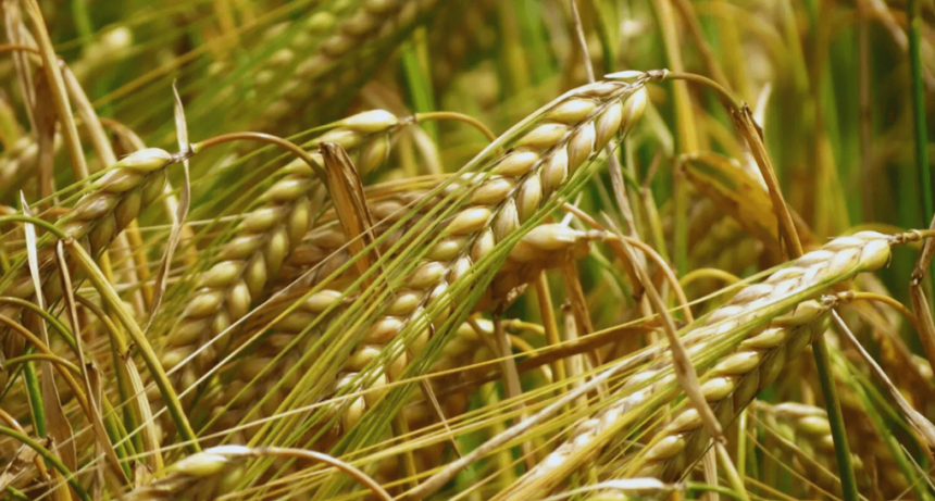 Cebada: la campaña 2025/26 suma una nueva variedad que supera todos los rendimientos