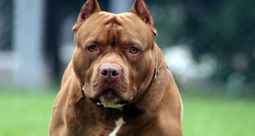 Un pitbull mató a otro perro, causó destrozos en una casa y fue baleado por la policía