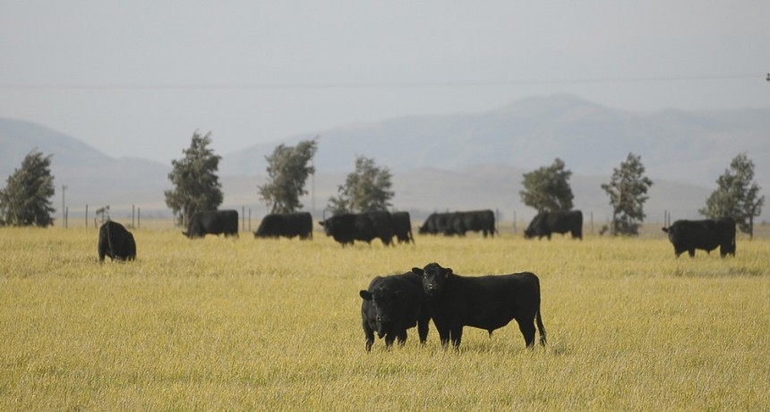 Autorizan la reapertura gradual de exportaciones y fijan siete cortes para consumo local