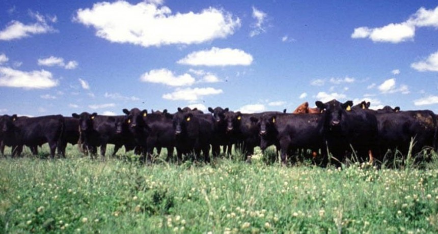 ¿Vuelve la liquidación de vientres? Los “silenciosos” números que ya está mostrando la ganadería