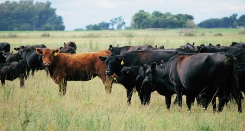 La ganadería latinoamericana reconoce la calidad del Angus argentino