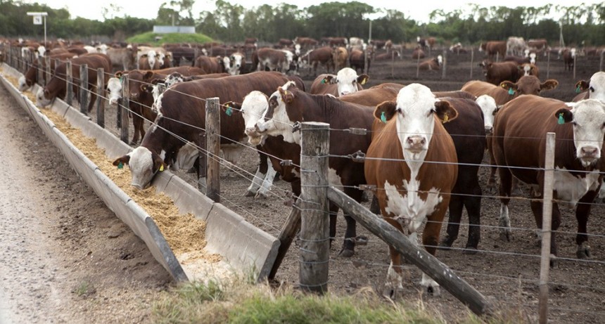 Carne: con más oferta, los precios de la hacienda bajan y ya pierden contra la inflación
