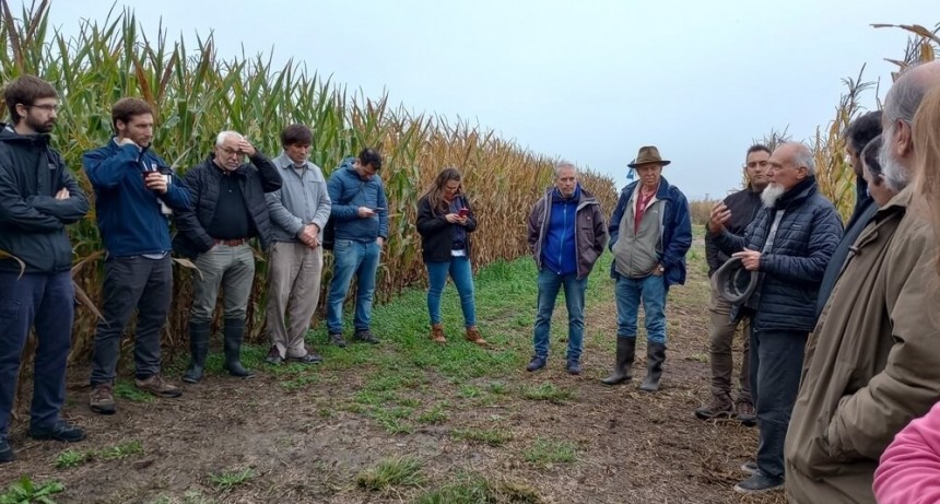 Mejoramiento genético “casero”: pequeños productores buscan sus propias variedades de maíz
