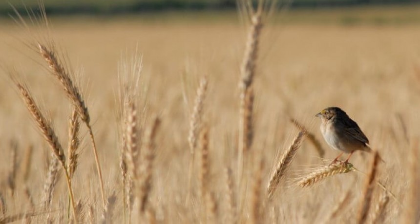 El Niño salvador: las lluvias recuperaron 700.000 hectáreas para el trigo 2023/24
