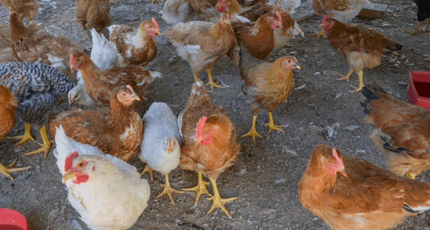 Gripe aviar: una entidad del campo dispar&oacute; contra el Senasa y pidi&oacute; avanzar con un plan de vacunaci&oacute;n