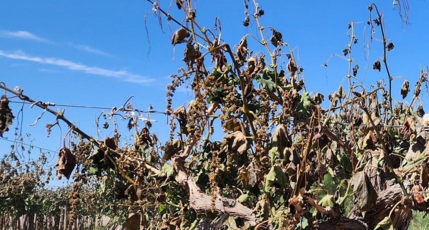 “Esta fue la cosecha más baja de la que se tenga registro en la historia de la vitivinicultura”