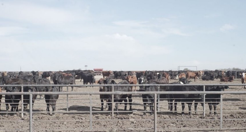 La huella de la carne: 25 frigoríficos exportadores avanzan con la medición de su impacto ambiental