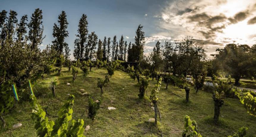 Las papas andinas y la quinoa buscan hacerse un lugar en el mapa productivo de Mendoza