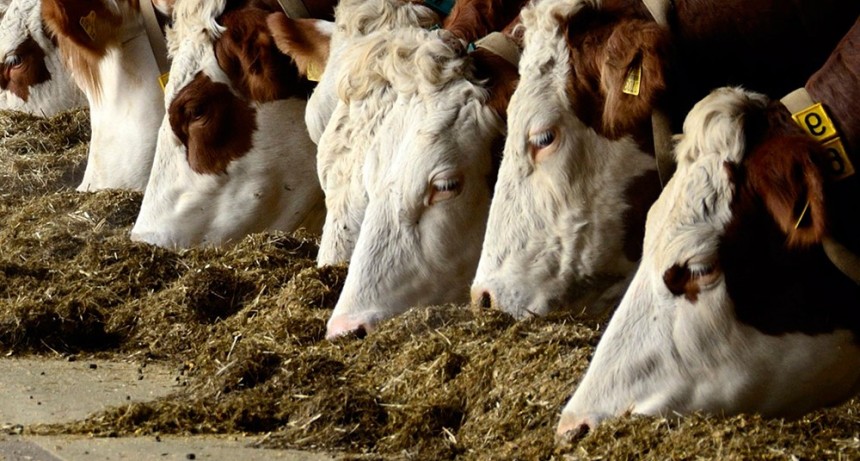 Lejos de la expectativa inicial, el Gobierno pagará $ 88 millones a 44 feedlots por el “dólar soja”