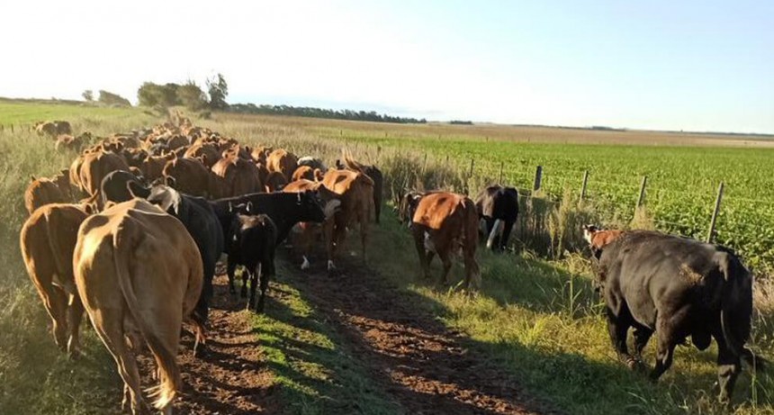 Con una rentabilidad que cayó 43% en un año, la cría le pone fichas a las lluvias y las elecciones