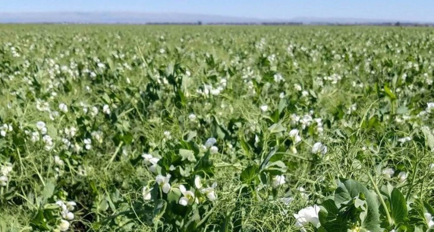 La arveja tiene luz verde para pelear un lugar en la rotación invernal