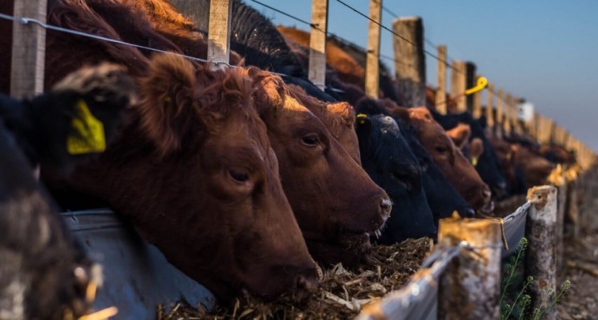 Los feedlots desbordan de animales y garantizan buena oferta de carne para el invierno