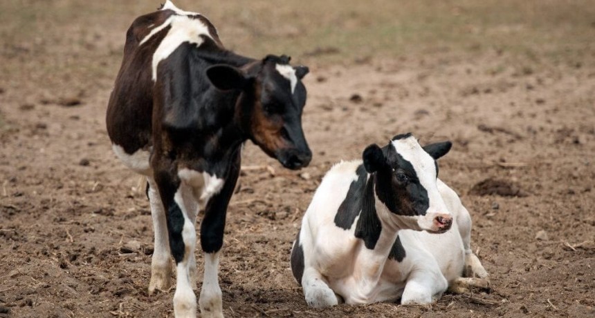 Tristeza bovina: el INTA desarroll&oacute; un test r&aacute;pido de diagn&oacute;stico que ayuda a disminuir la mortandad