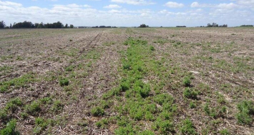 Barbechos de invierno: tres estrategias para ganarles el partido a las malezas