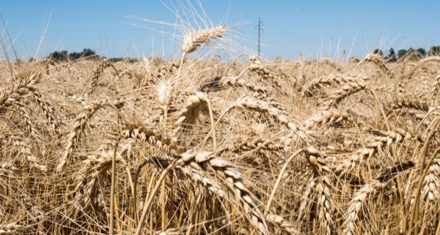 Control biológico en trigo: los microorganismos, un importante refuerzo para ganarles a los patógenos