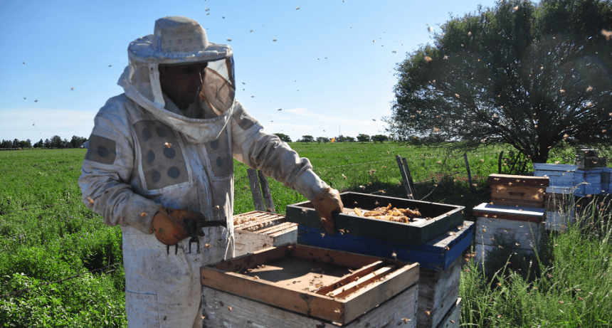  En la tierra de las uvas y los vinos, las abejas y la miel también buscan hacerse un lugar