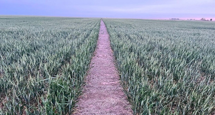 Dos para triunfar: con fertilizantes tradicionales m&aacute;s biol&oacute;gicos, el trigo gana hasta 368 kg/ha