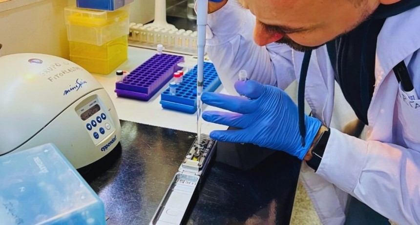 Una buena para frenar a la chicharrita del maíz: el INTA logró secuenciar su genoma