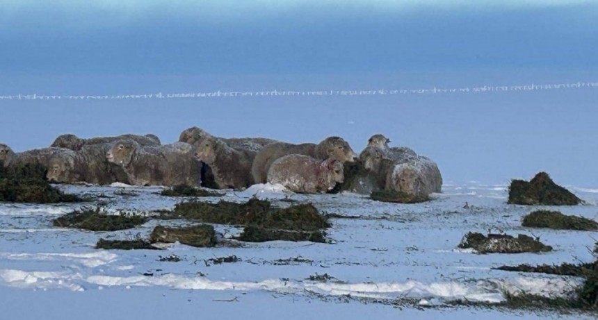 &ldquo;Angustiante&rdquo;: en la Patagonia contin&uacute;an miles de animales aislados y sin alimento por las nevadas
