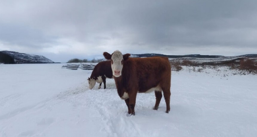 Nevadas en la Patagonia: claves para cuidar el bienestar animal ante situaciones climáticas adversas