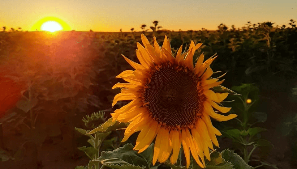 Un cultivo que quiere seguir superando sus límites: llega el Congreso Puro Girasol