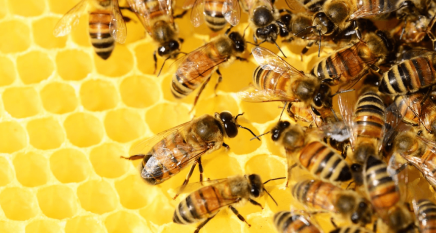 Biodiversidad: un estudio de la FAUBA detectó efectos nocivos de los agroquímicos en las abejas