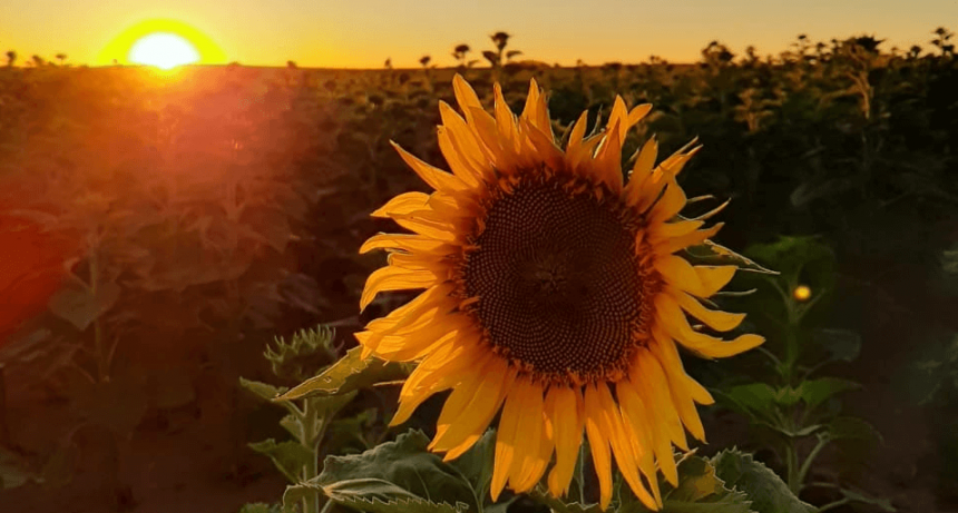 Un cultivo que quiere seguir superando sus límites: llega el Congreso Puro Girasol