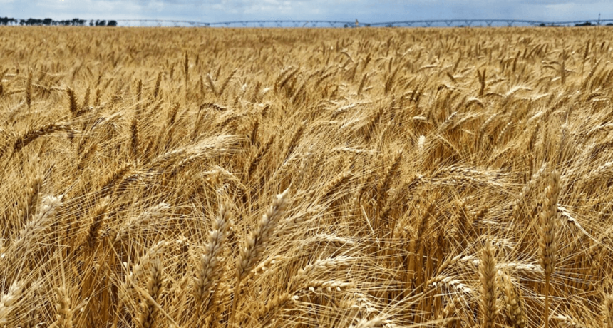 Riego, elección varietal y fertilización nitrogenada: ¿qué incide más en el rendimiento del trigo?