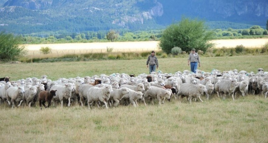 El Gobierno disolvió el régimen de promoción de la ganadería ovina y otros programas para el agro