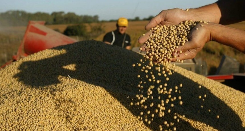 Soja libre de deforestación: la segregación física, el gran escollo a resolver