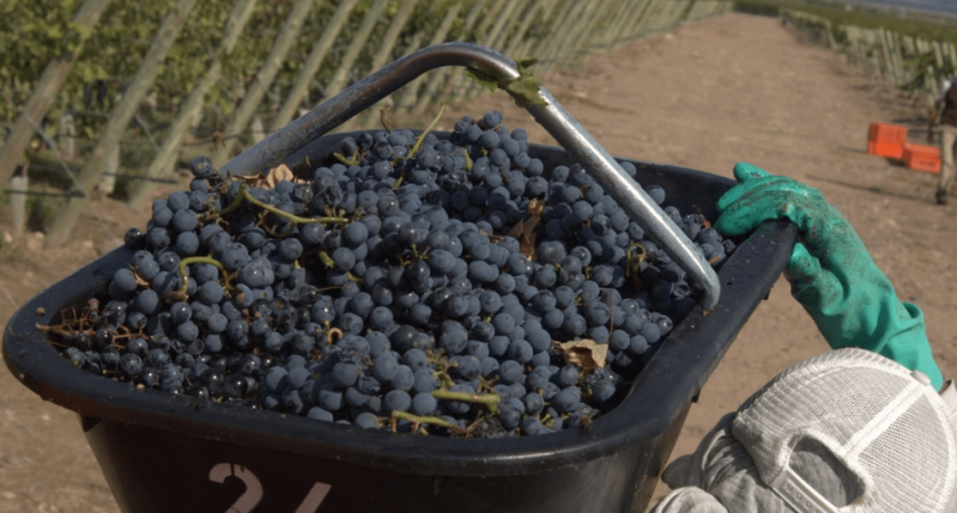 En Mendoza, las cooperativas vitivinícolas y el INTA se unen para consolidar el arraigo rural