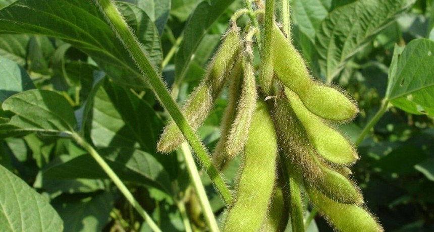 Genética y tecnología: 6 testimonios de productores que lograron rindes sorprendentes en soja y maíz