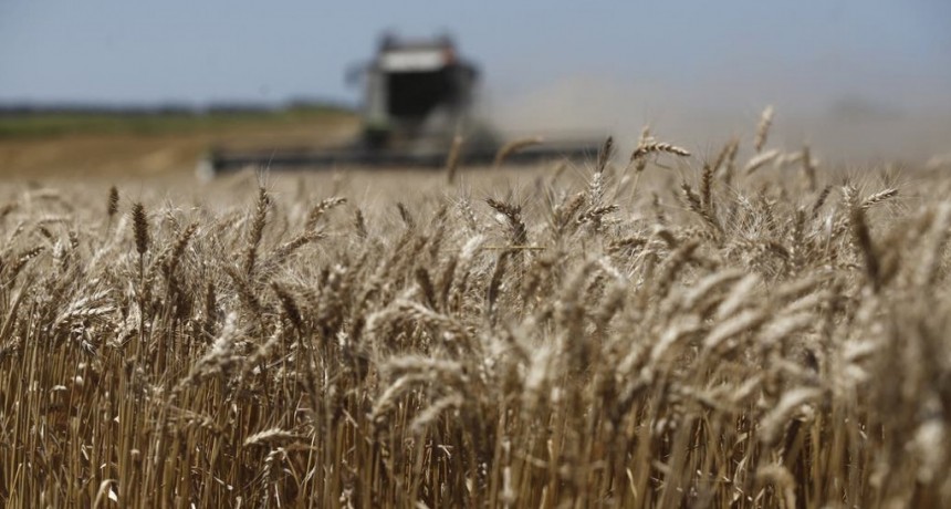 Mercado de granos: los molinos sostienen al trigo