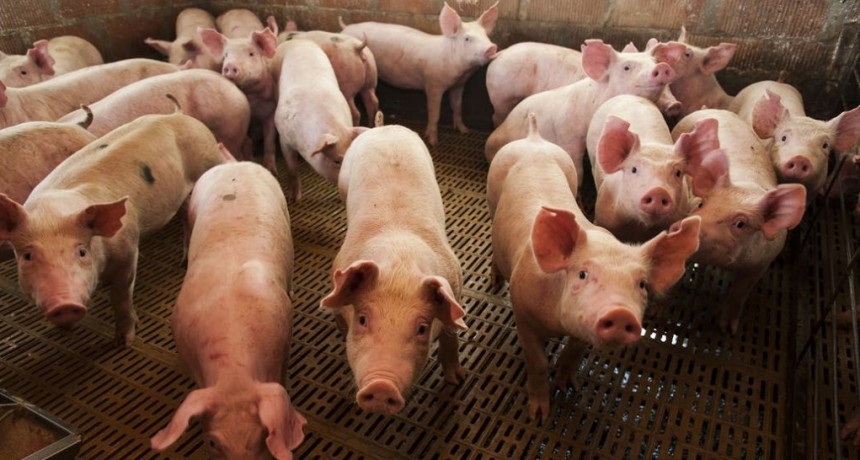 El Gobierno busca un acuerdo con China por inversiones para carne de cerdo