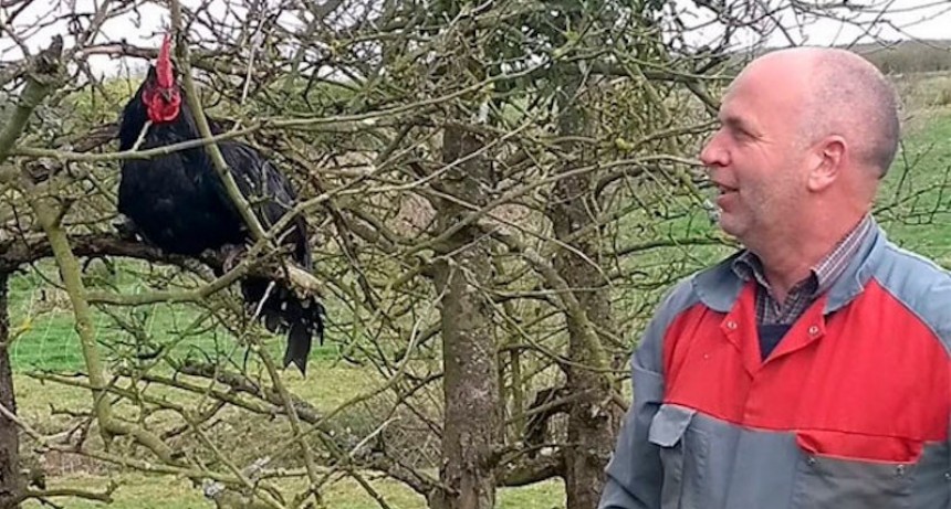 Gallinas negras de Janzé, la gran opción para producir huevos y evitar insectos