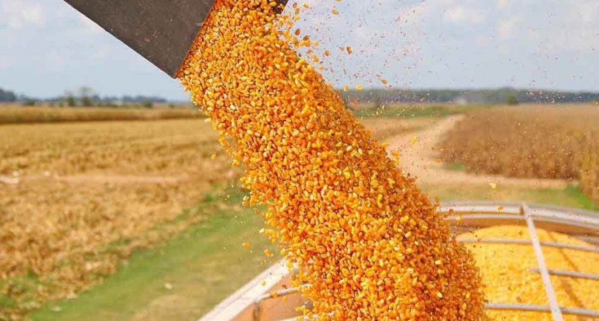 Ya se cosechó el 56% del área apta de maíz a nivel nacional