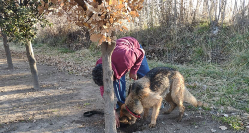 Cosecharon trufas por tercera vez y cuentan los secretos de trabajar con perros