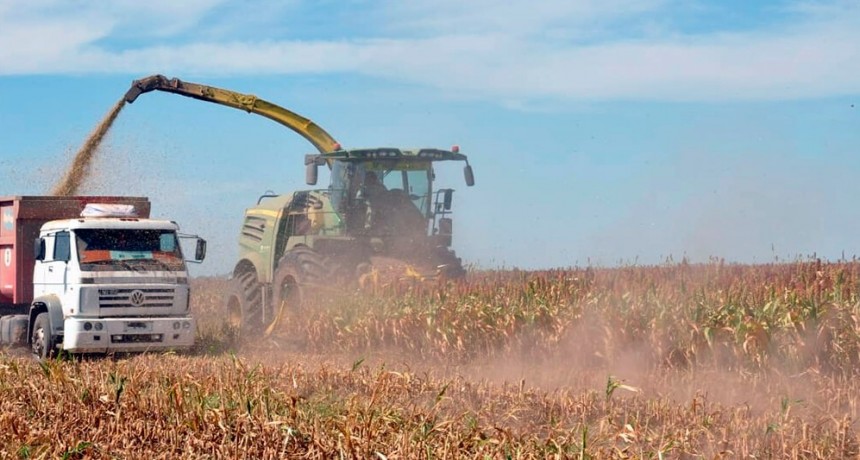 Contin&uacute;a la cosecha nacional y sorprenden los rindes del ma&iacute;z y sorgo